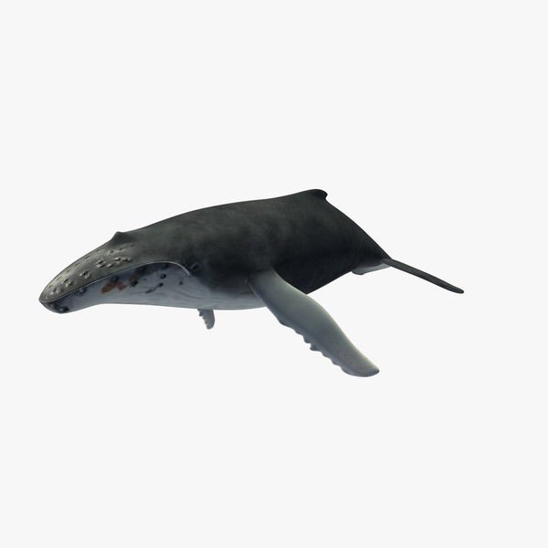 humpback